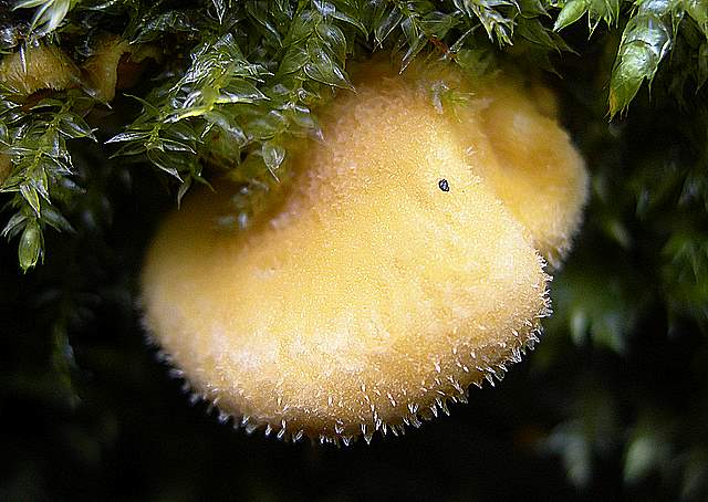 Macromiceti jurassiani � la lunga ricerca